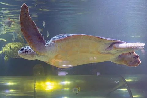 Underwater scene, turtle light, soft shell, dark head, flippers, fish various Stock Photos