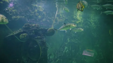 Underwater Scene With Two Fish Exploring a Rusted, Sunken Machine and Green Stock Footage 328353378