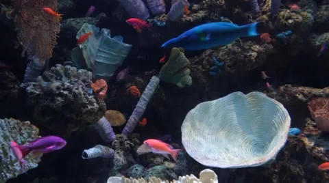 Underwater scene various fish 動画素材 1062283