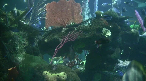 Underwater scenery Video stock 642755