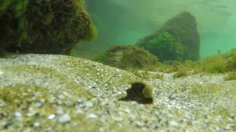 Underwater Scenery Stock Footage 50154038