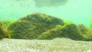 Underwater Scenery Stock Footage