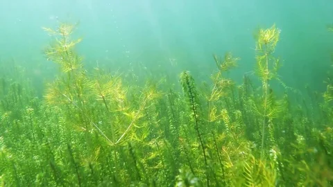 Underwater scenery. Stock Footage 72095190