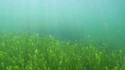 Underwater scenery. Stock-Footage 72095631