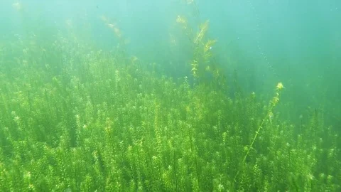 Underwater scenery. Stock Footage 72096335