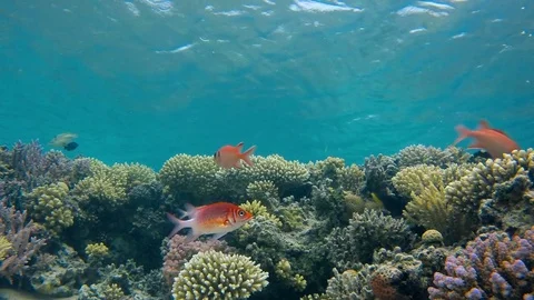 Underwater Scenery Stock Footage