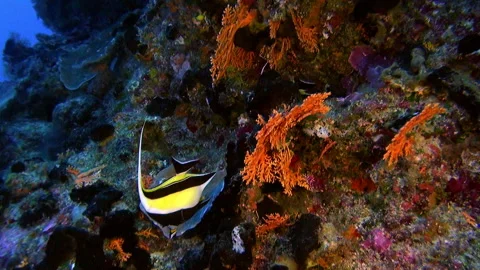 Underwater scenery in French Polynesia is like something out of dream. Video stock 236809652