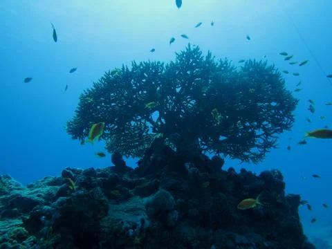 Underwater scenery Stock Photos