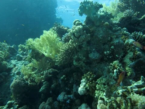 Underwater scenery Stock Photos
