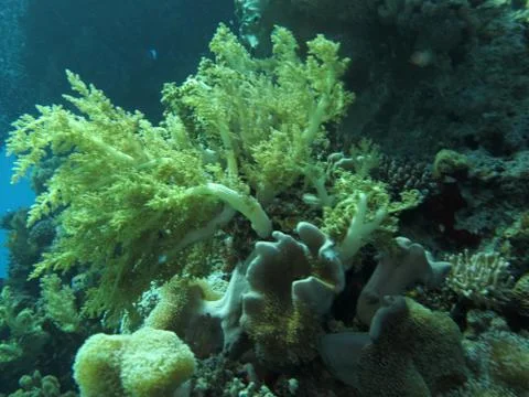 Underwater scenery Stock Photos