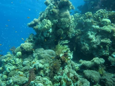 Underwater scenery Stock Photos