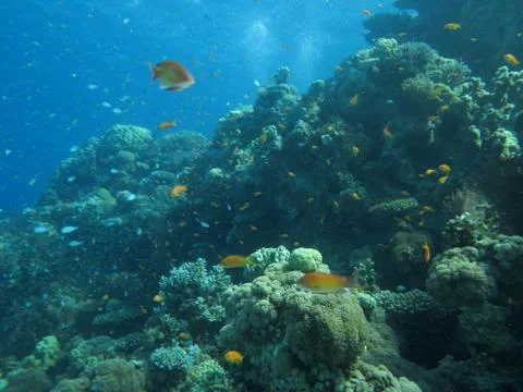 Underwater scenery Stock Photos