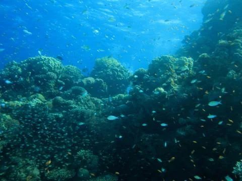 Underwater scenery Stock Photos