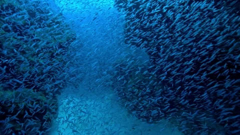 Underwater School of Fish in a Deep Blue Ocean Channel Stock Footage 301033323