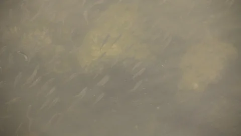 Underwater School of Fish Stock Footage 86606957