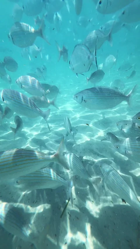 Underwater school of fish in the ocean Video stock 313279927