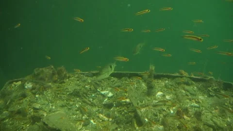 Underwater School of Fish Over Submerged Ledge Milford Sound Vídeo Stock 344993151
