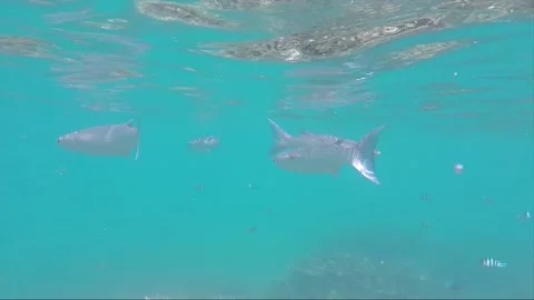 Mullet Fish Stock Footage ~ Royalty Free Stock Videos | Pond5