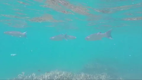 Underwater, School of Flathead Grey Mullet Fish on Coral garden reef, Perhentian Stockbeeldmateriaal 201109477