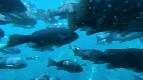Underwater School of Large Reef Fish Swimming in Blue Ocean Water Stock Footage 345369882