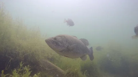 Underwater of School of Largemouth Bass Fish in Freshwater Lake Stock Footage
