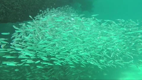 Underwater, School of small Anchoa fish at the pier, Perhentian, Malaysia Stock Footage 201164502