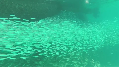 Underwater, School of small Anchoa fish in shallow turquoise water at the pier Vidéo 201165125