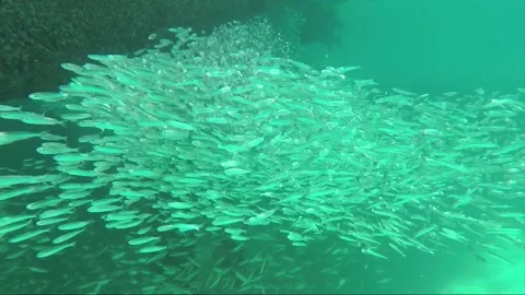 Underwater, School of small Anchoa fish in shallow turquoise water at the pier Stock-Footage 201173755