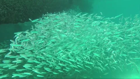Underwater, School of small Anchoa fish in shallow turquoise water at the pier Stock Footage 201173830