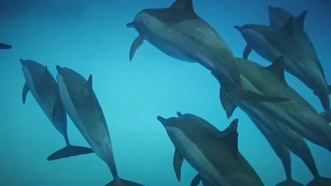 Underwater School of Spinner Dolphins in Red Sea Egypt Stock Footage 335378451