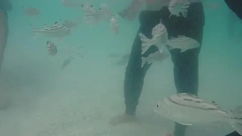Underwater School of Striped Fish Video stock 279891477