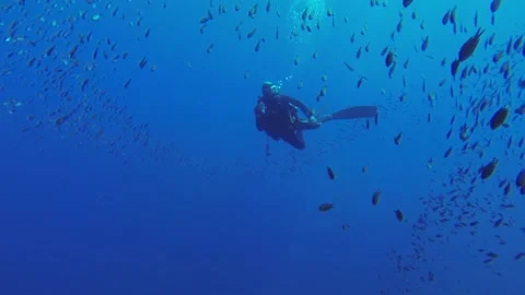 Underwater Scuba Diver Rounded by Fish FHD Stock Footage 146890633