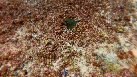 Underwater, scuba diving at Halik Reef, Gili Trawangan, Lombok, Bali - Indonesia Stock Footage 124207457