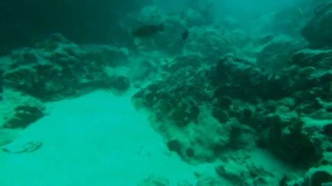 Underwater scuba diving point of view, multicolored reef fishes and corals. Stock Footage 211694761