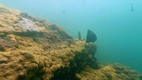 Underwater Scuba Diving View off Ilha Grande, Brazil with Small Fish 스톡 동영상 336445842