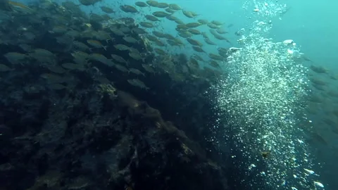Underwater scuba diving view ocean paradise coral and school of fish Koh Ta.. Stock Footage 238696602