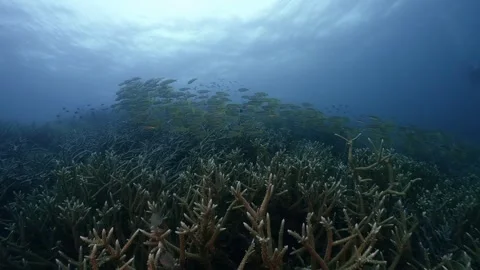 Underwater scubadiving scenery of coral reef and yellowfin snappers Видео 322043053