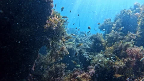 Underwater sea bottom with algae on stones and a lot of fish in blue sea Stock-Footage 337724477