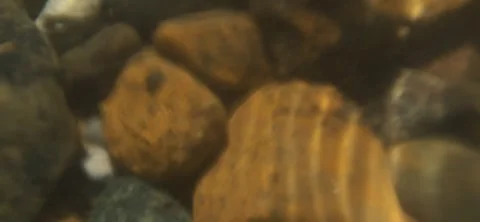 Underwater sea bottom pebbles sunlight 動画素材 340454914