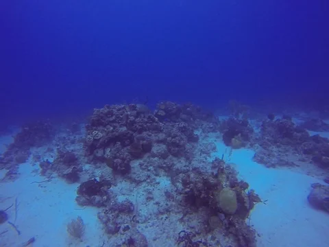 Underwater Sea Stock Footage 101451015