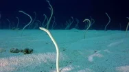 Underwater Sea Garden Eels Stock Footage