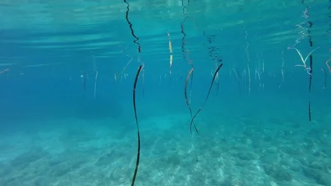 Underwater sea grass covered sand and rocky bottom Stock Footage