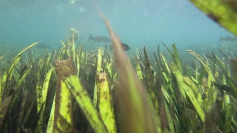 Underwater Sea Grass Ecosystem Video stock 251573893
