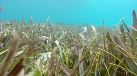 Underwater: Sea Grass Stock Footage 7757672
