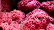 Underwater Sea Life, Pink Sea Anemone Stock Footage