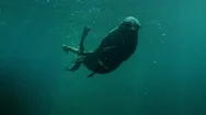 Underwater Sea Lion Stock Footage