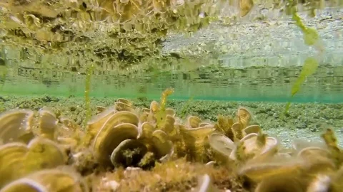 Underwater sea plants Stock Footage 79219082