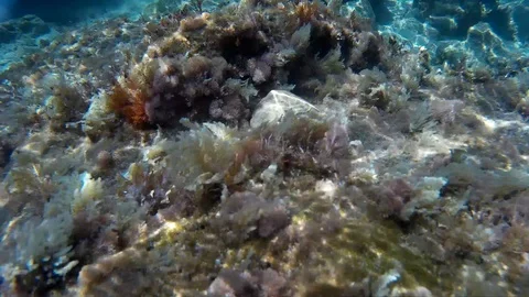 Underwater in the sea with sand algae Stock Footage 115833154
