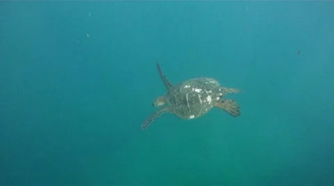 Underwater Sea Turtle - free diving Stock Footage 21372091