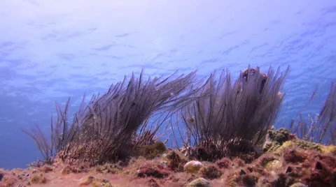 Underwater Seagrass Stock Footage 21822747